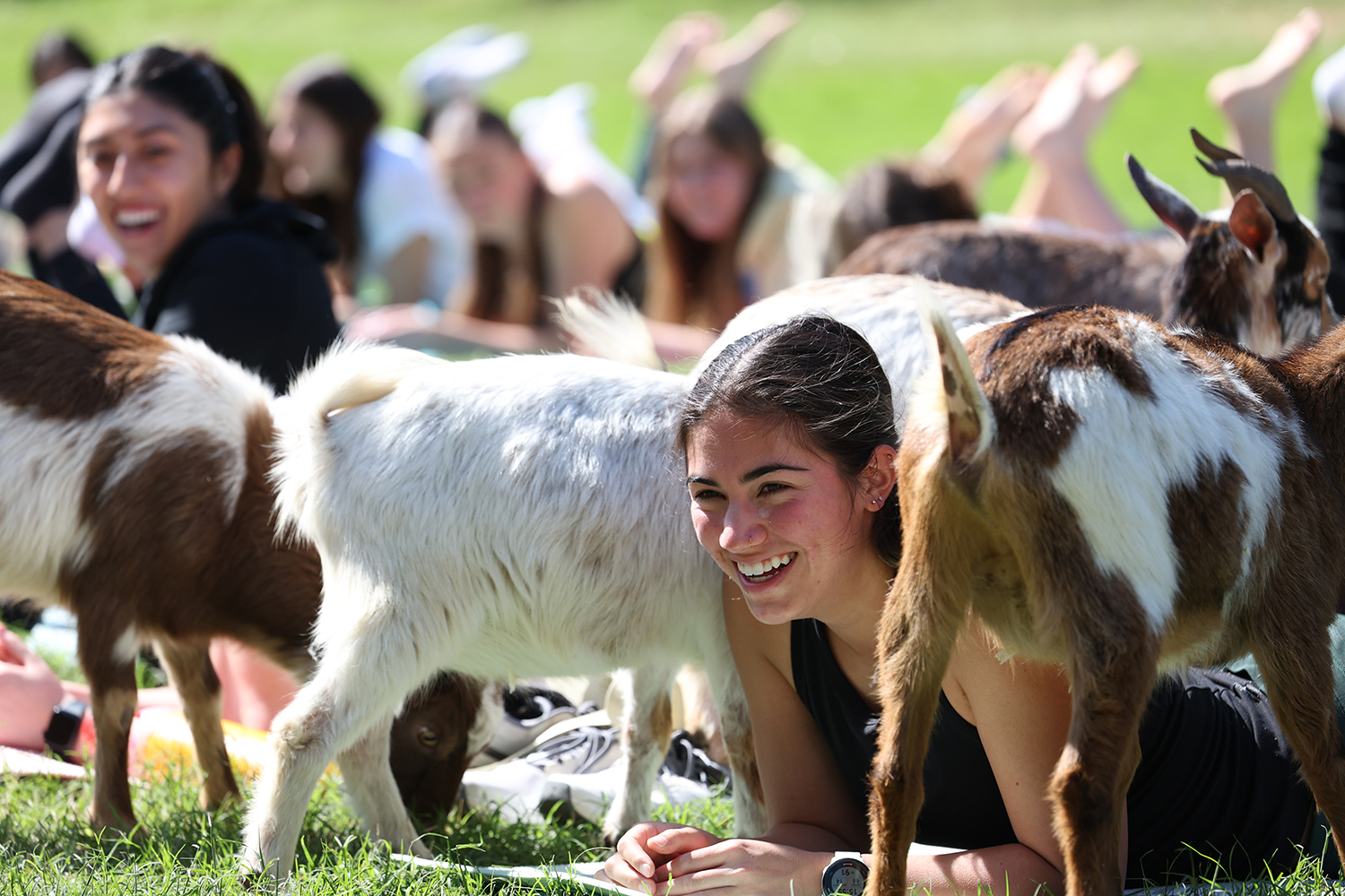 Baylor Students doing goat yoga