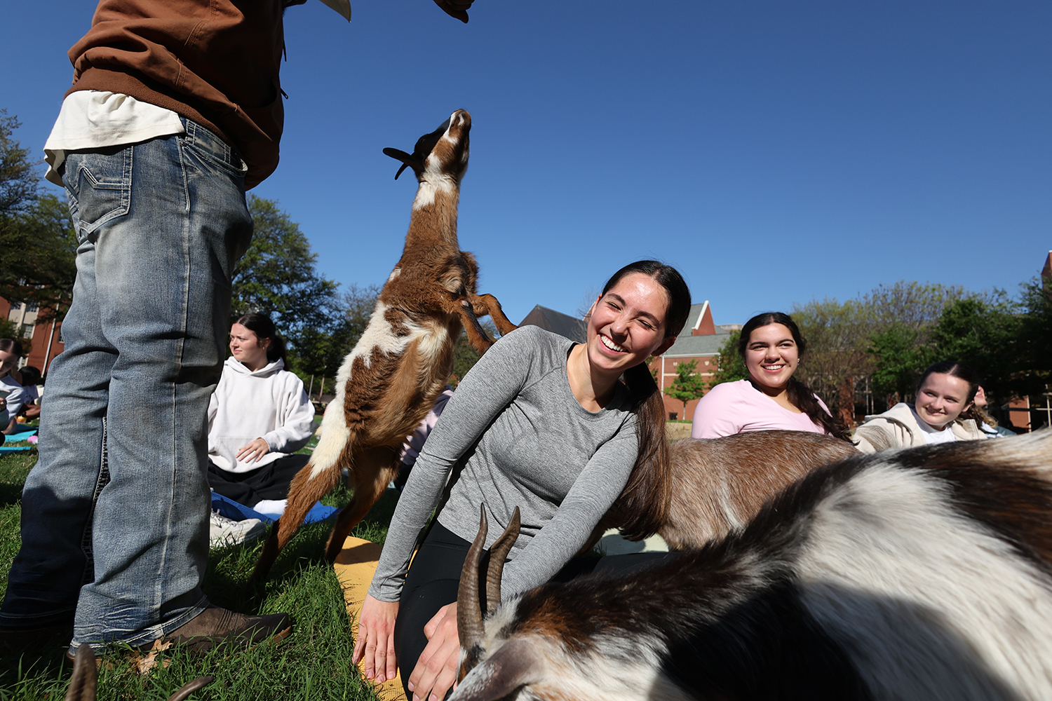 Baylor Students doing goat yoga